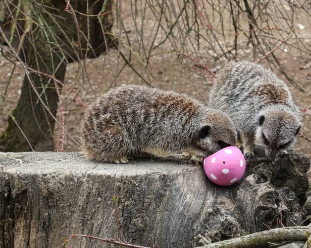 Meerkats at London Zoo enjoying Easter eggs. Credit: ZSL London Zoo
