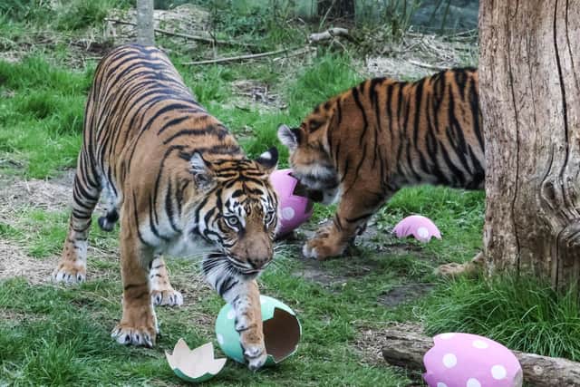 Sumatran tigers at London Zoo enjoy Easter eggs: Credit ZSL London Zoo