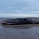A marine life charity received calls about a stranded sperm whale (not pictured) on a beach at Cleethorpes at around noon on Good Friday. 