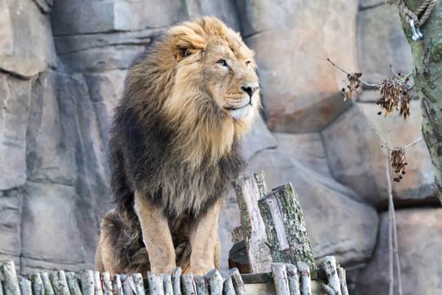 Male Asiatic Lion Bhanu at London Zoo. (Photo ZSL)