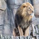 London Zoo is hosting a family festival this half term - here’s everything you need to know 