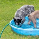 A paddling pool for dogs to play in (photo: Adobe)