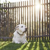 A dog owner has been fined £750 for allowing their dog to poo in their own garden