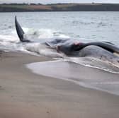 The whale (not pictured) got stranded on a sandbank just off Bridlington's South Beach