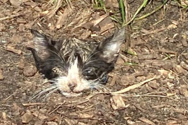 The cat’s head found in a playground in Hackney. (Photo RSPCA/SWNS)