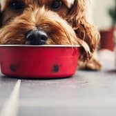  Raw pheasant pet food has been discovered to have "very high" quantities of lead from shotgun pellets, posing a health danger to dogs. 
