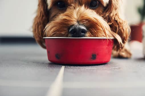 Raw pheasant pet food has been discovered to have "very high" quantities of lead from shotgun pellets, posing a health danger to dogs.