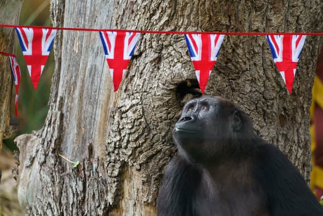Critically endangered western lowland gorilla Gernot mark the Coronation at London Zoo. Credit: London Zoo