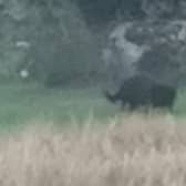  Black Panther of Rutland skulking through the undergrowth in in a farmers field in Empingham.