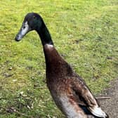 Long Boi has been pronounced dead after having been missing from University of York campus since mid-March.