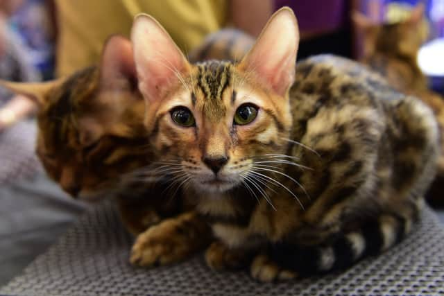 Pet-sitting is one potential way to save money on rent in London. Credit: Sam Panthaky/AFP via Getty Images.