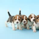 Vet issues urgent warning to dog owners