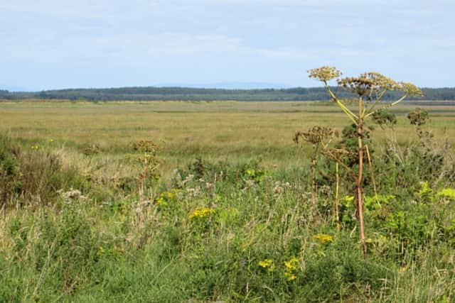 Giant hogweed. Image: Richard Webb CC SA 2.0