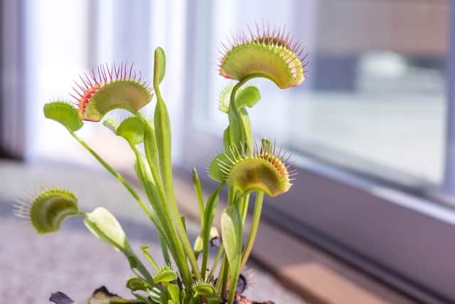 Venus fly-trap