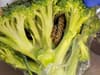 Aldi says sorry as grandad left ‘frightened’ after finding snake in broccoli bag
