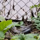 The Aesculapian snake, also known as a rat snake, startled Londoners. (Photo by Chris Kutler / SWNS)