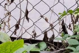 The Aesculapian snake, also known as a rat snake, startled Londoners. (Photo by Chris Kutler / SWNS)