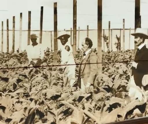 An image of a tobacco plantation displayed in Farrants store in Cobham 
