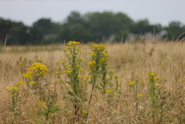Warren Farm Nature Reserve is home to a number of endangered species and fauna