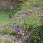 Warren Nature reserve in Ealing is home to a number of endangered species and fauna