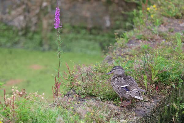 Warren Nature reserve in Ealing is home to a number of endangered species and fauna