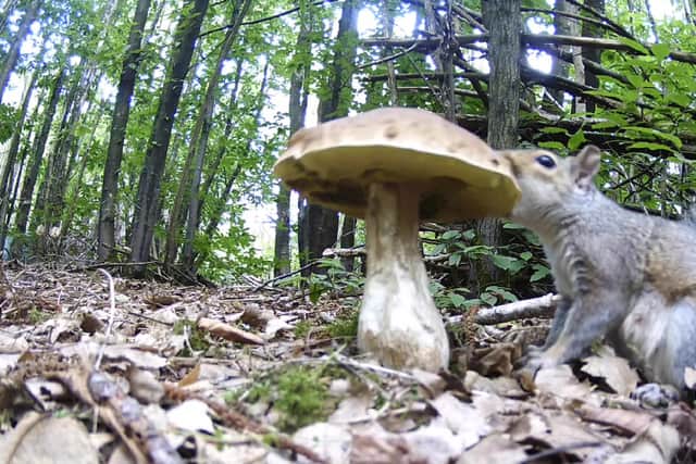 A squirrel was captured on a wildlife camera eating a huge mushroom. (Photo by Stephen Sangster / SWNS)