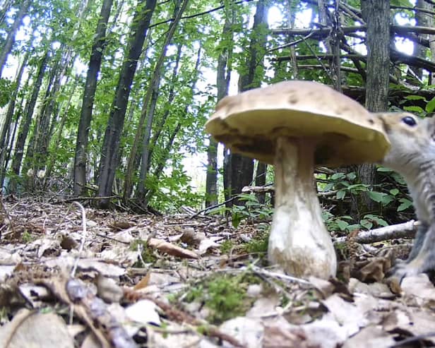 A squirrel was captured on a wildlife camera eating a huge mushroom. (Photo by Stephen Sangster / SWNS)