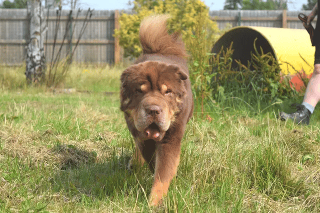 Tula is a 4-year-old shar pei looking for a forever home. Credit: Dogs Trust