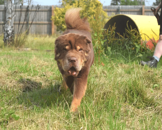 Tula is a 4-year-old shar pei looking for a forever home. Credit: Dogs Trust