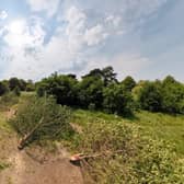 The site near Cator Park where the illegal tree felling took place. Credit: Michael Shilling CPRE London