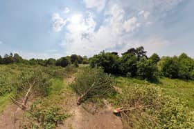 The site near Cator Park where the illegal tree felling took place. Credit: Michael Shilling CPRE London