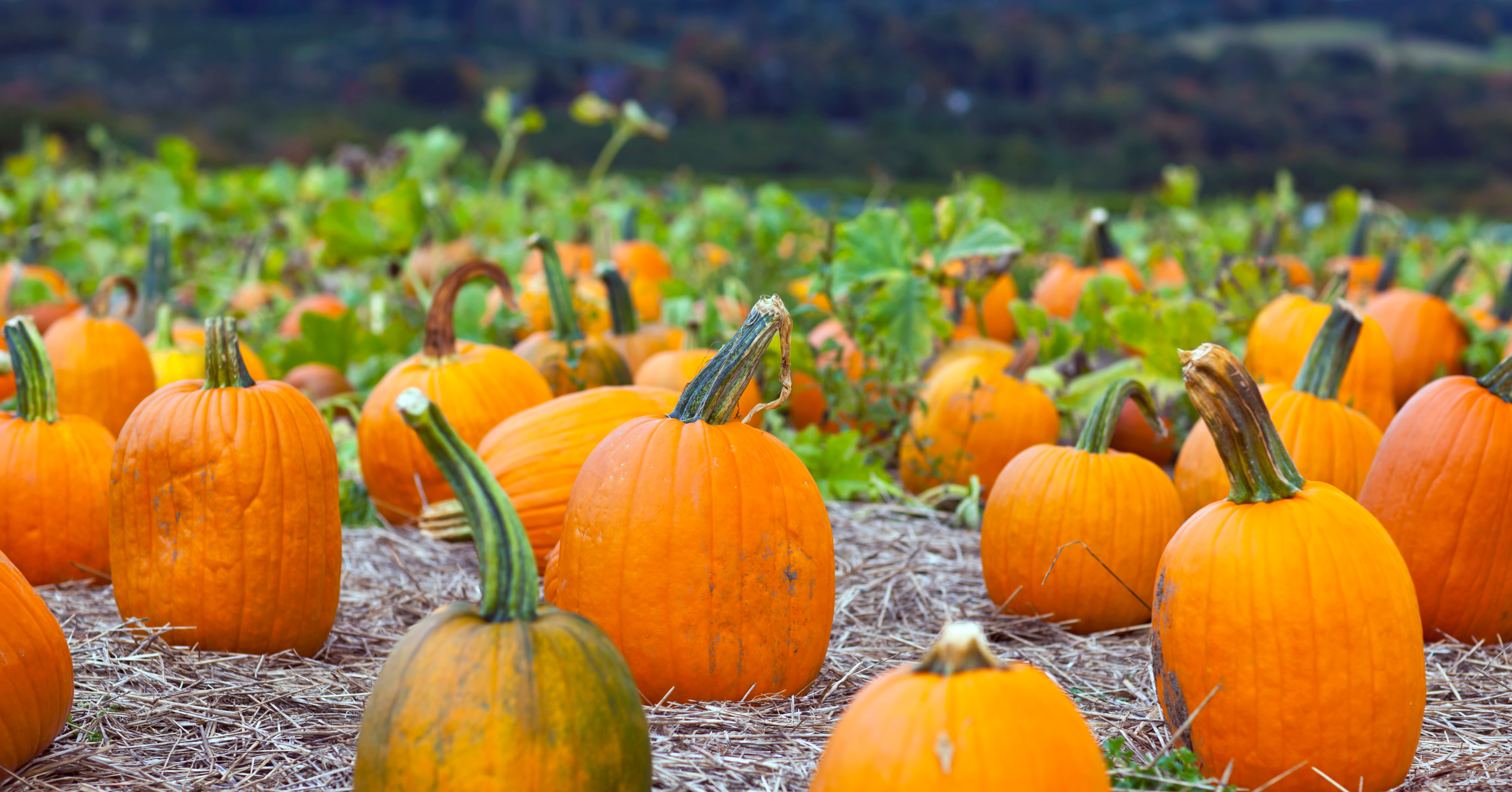 Pumpkin picking in London: 3 patches in the capital this Halloween season
