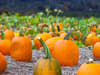 Pumpkin picking in London: 3 patches in the capital this Halloween season
