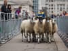 London Sheep Drive 2023: When is it, where is it and who is leading this year’s event?