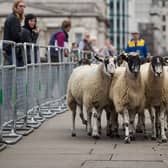 The annual sheep drive will take place this weekend