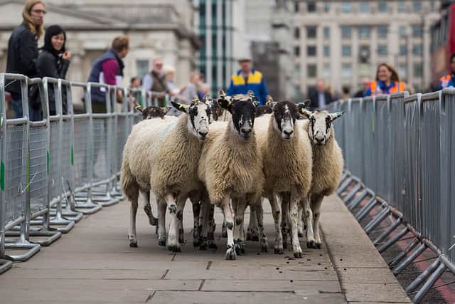 The annual sheep drive will take place this weekend