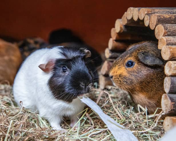 The RSPCA is this year backing Guinea Pig Awareness Week, as it deals with a big spike in the tiny critters coming through its doors (RSPCA/Supplied)