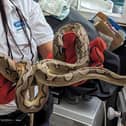 Animal Rescue Officer Abigail Campbell removing the python from the property in Lucien Road, Tooting. (Photo by RSPCA/SWNS)