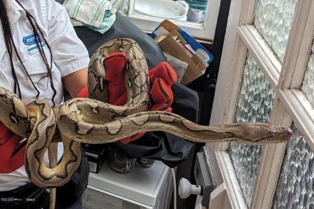 Animal Rescue Officer Abigail Campbell removing the python from the property in Lucien Road, Tooting. (Photo by RSPCA/SWNS)