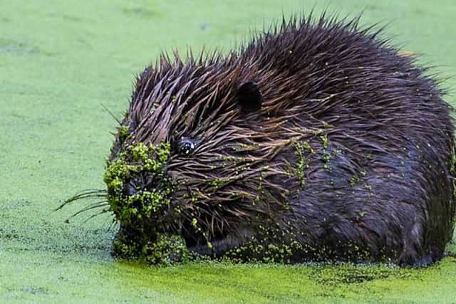 The baby beaver was caught on camera in Enfield, north London. Credit: Colin Pressland.