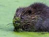 Enfield: First baby beaver born in London in 400 years seen helping build damn in new video