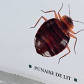 A bedbug epidemic has sent waves of panic throughout Paris 