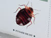 Bedbugs London tube: TfL not aware of any outbreaks in the capital