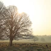 Richmond Park in west London is famous for its roaming deer. Credit: Andrew Redington/Getty Images.
