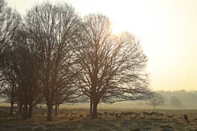 Richmond Park in west London is famous for its roaming deer. Credit: Andrew Redington/Getty Images.