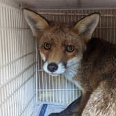 The scared fox that spent a night locked inside the Pawsitive Cafe in Westbourne Grove, London. (Photo by RSPCA)