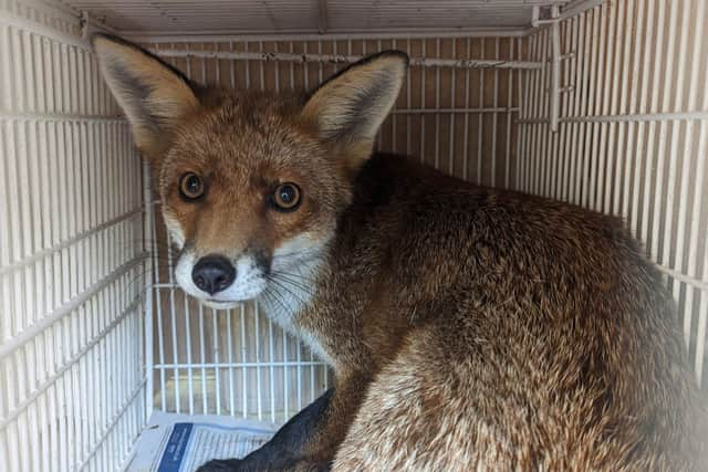 The scared fox that spent a night locked inside the Pawsitive Cafe in Westbourne Grove, London. (Photo by RSPCA)