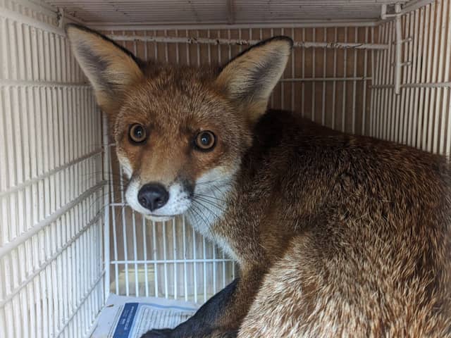 The scared fox that spent a night locked inside the Pawsitive Cafe in Westbourne Grove, London. (Photo by RSPCA)