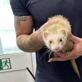 An RSPCA officer rescued ‘Sparkle’ from Victoria Tube Station. Credit: RSPCA