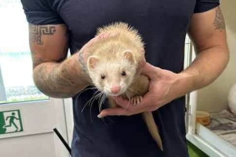 An RSPCA officer rescued ‘Sparkle’ from Victoria Tube Station. Credit: RSPCA